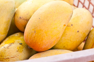 Naklejka na ściany i meble mango from garden
