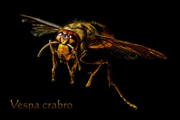 European Hornet