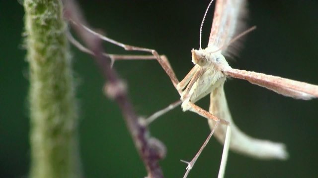 Butterfly macro