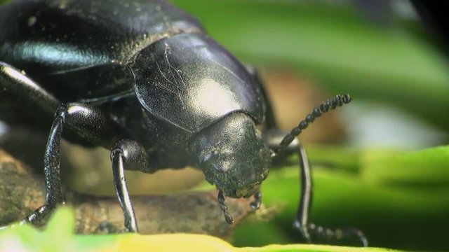 Beetle macro bug
