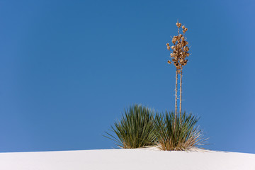 More treasures of New Mexico