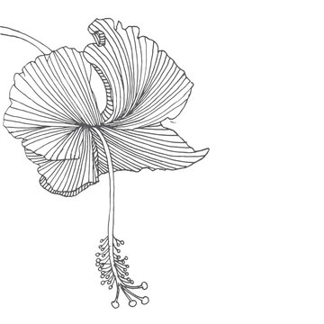 recommend clip art: Hibiscus flower