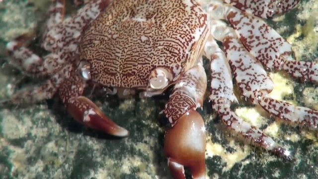 crab underwater