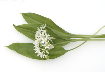 Baerlauch, Allium ursinum,