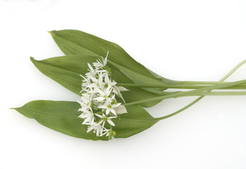 Fototapeta premium Baerlauch, Allium ursinum,