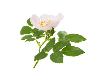wild rose flower isolated