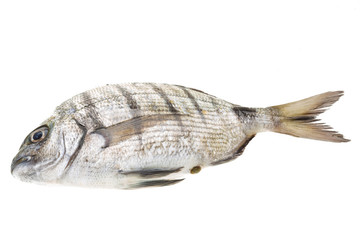 Raw Tilapia