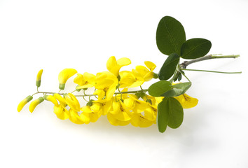 Goldregen, Laburnum vulgare