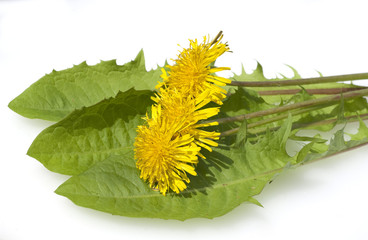Loewenzahn; Taraxacum officinale