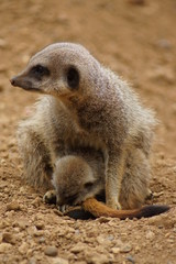 Meerkat - Suricata suricatta