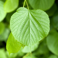 Winterlinde, Lindenblatt, Tilia Cordata