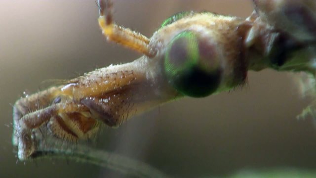 Crane fly macro