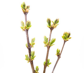 Branch of young leaves