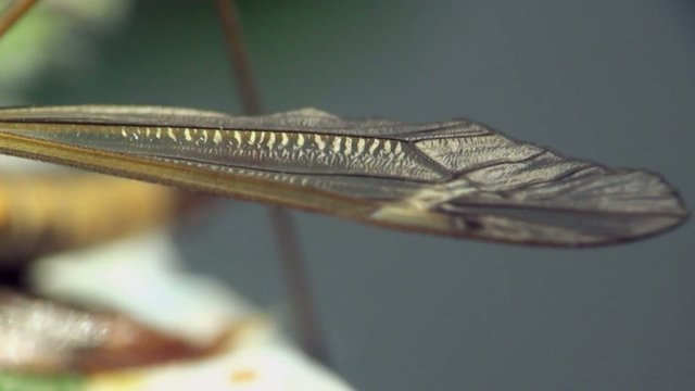 Crane fly macro