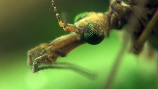 Crane fly macro