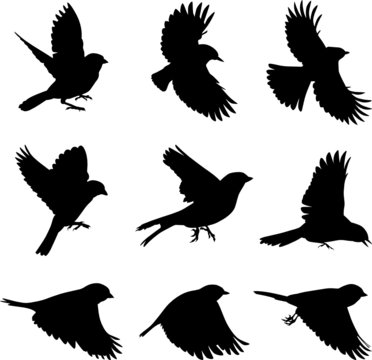 Silhouettes of birds