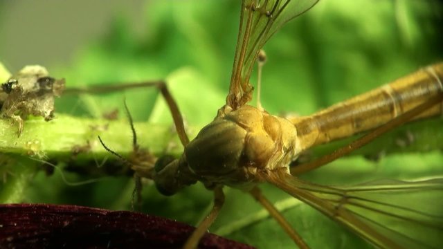 Crane fly macro