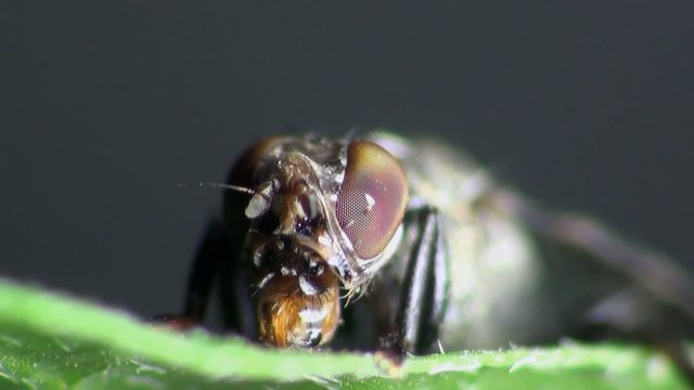 housefly macro