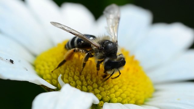 bee on a daisy(camomile)