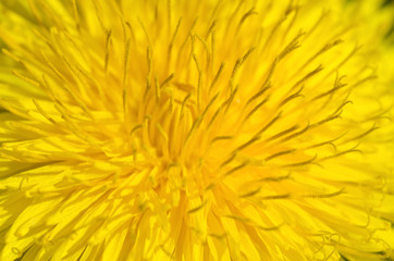 Yellow dandelion flower background