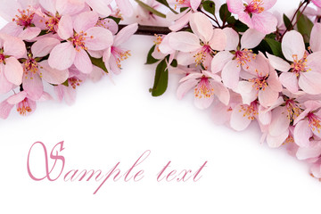 Obraz premium spring cherry blossom