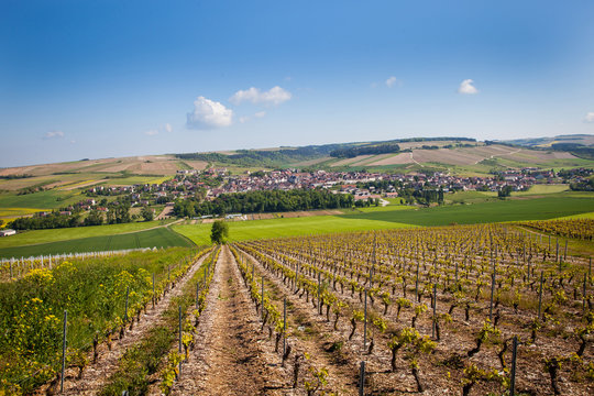 Saint bris le vineux
