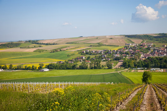 Saint bris le vineux