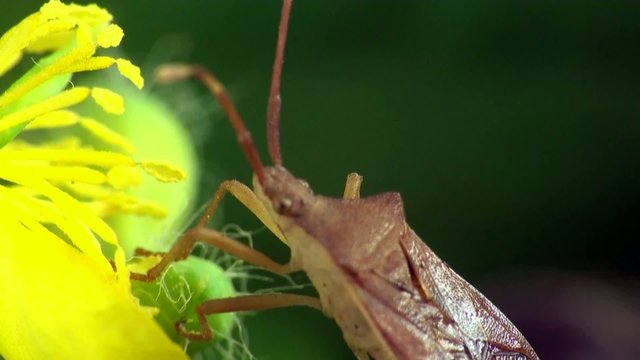 Pentatomidae macro bug beetle