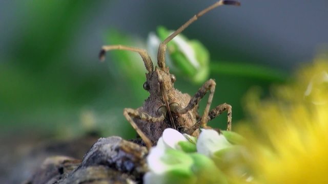 Pentatomidae macro bug beetle