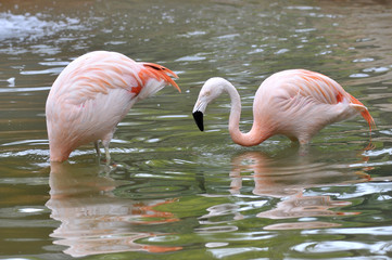 Two Chilensis flamingos (phoenicopterus) in water