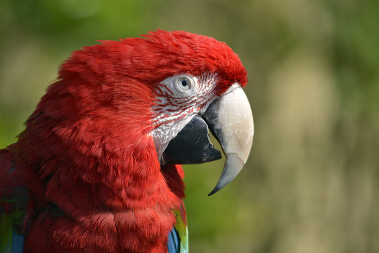 Profile portrait Scarlet macaw (Ara chloroptera or chloropterus)