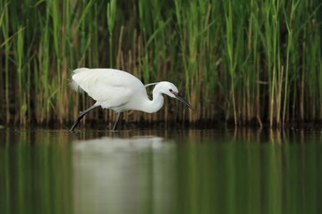 Egretta garzetta Little Egret