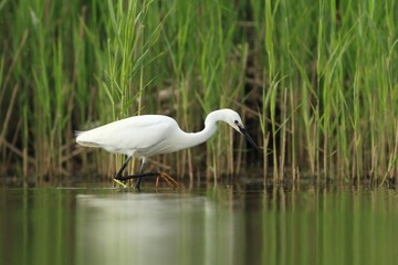 Little Egret Egretta garzetta