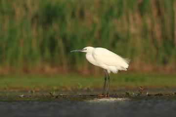 Little Egret Egretta garzetta