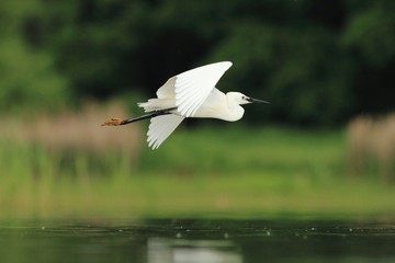 Little Egret Egretta garzetta