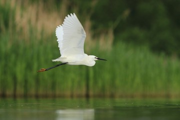 Little Egret Egretta garzetta