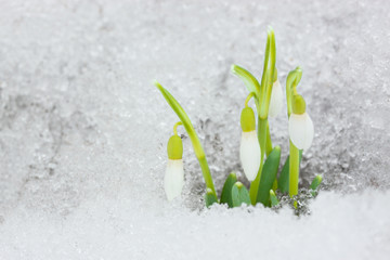 Snowdrops on the snow. - 52738852