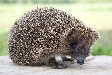 Hedgehog