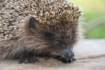 Hedgehog