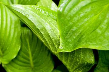 Leaf with Water Drops