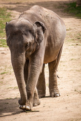 Naklejka premium elephant