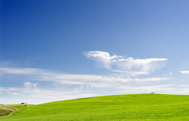 Campo di grano verde su cielo di sfondo