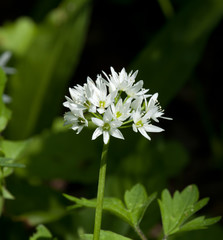 Wild Garlic Flower