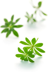 Woodruff