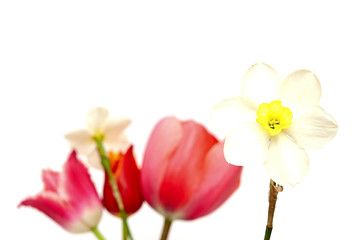 Fototapeta na wymiar narcissus flower isolated on white background