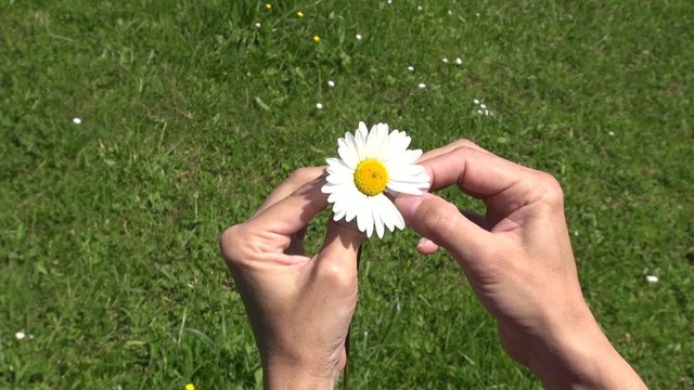defoliating daisy 60