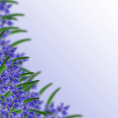 Blue flowers and green leaves