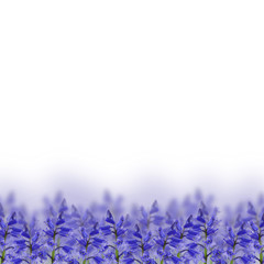 Blue flowers