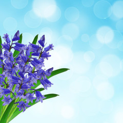 Fototapeta na wymiar Bouquet of blue flowers