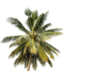 Coconut tree isolated on white background